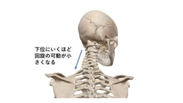 首の構造を知り無理なく動かせば、首の痛みは改善される！