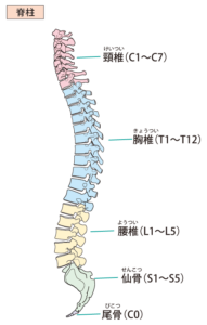 首の痛みの原因はここにあるかも⁉首の構造を知り無理なく動かす方法